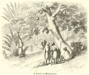 Une forêt à Madagascar