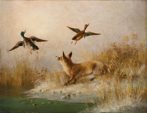 Un renard chassant un canard colvert et une cane