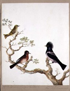 Un roitelet huppé, une fauvette de Dartford et une grive ou ouzel rose, 1824 - English School