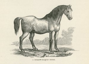 Cheval à dos creux (gravure) - English School