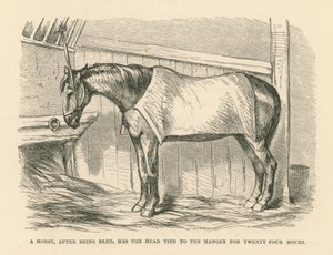 Un cheval, après avoir été saigné, a la tête attachée à la crèche pendant vingt-quatre heures (gravure) - English School