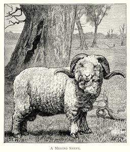 Mouton de Marino (gravure) - English School