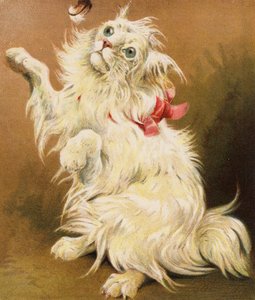 Un chat persan - English School
