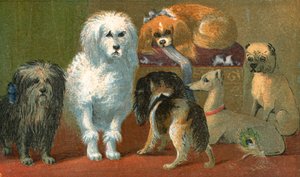 Un terrier de Skye, un caniche français, deux épagneuls, un lévrier italien et un carlin