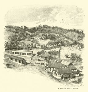 Une plantation de sucre - English School