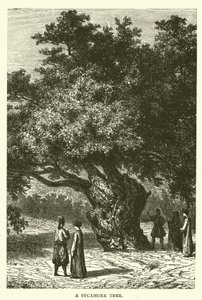 Un sycomore (gravure) - English School