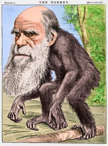 "Un orang-outan vénérable", une caricature de Charles Darwin en singe - English School