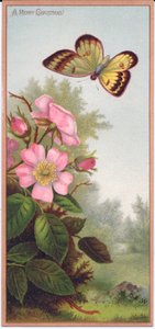 Carte de Noël victorienne représentant un papillon et un buisson de roses sauvages, vers 1880