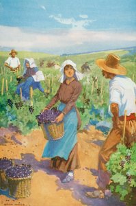 Un vignoble en France - English School