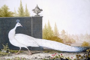 Paonne blanche