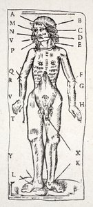 Un corps qui a été sous le scalpel, avec des veines étiquetées - English School
