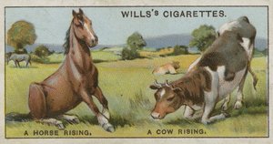 Un cheval se levant et une vache se levant - English School
