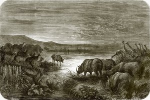 Un étang en Afrique la nuit - English School