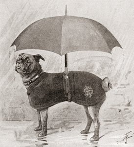 Un carlin portant des bottes, un manteau et un parapluie pour se protéger de la pluie