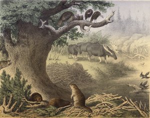 Une scène dans le nord du Canada, le raton laveur, le castor, les dindes sauvages, l