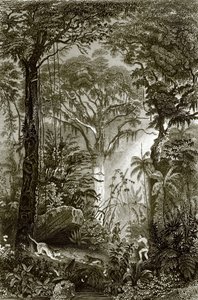 Scène dans la forêt brésilienne - English School