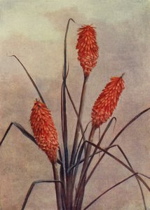 Une splendide fleur de torche, Kniphofia Corallina Superba