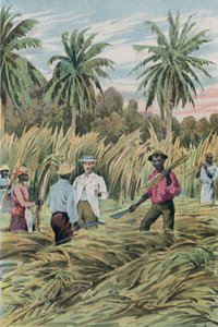 Une plantation de sucre - English School