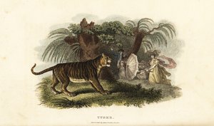 Un tigre, Panthera tigris, effrayé par une femme anglaise brandissant un parapluie - English School
