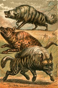 Loup terrestre, hyène tachetée et hyène rayée - English School