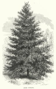 Abies Pinsapo - English School