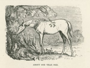Environ un an (gravure) - English School