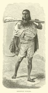 Fusilier abyssinien - English School