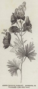 Aconit (Aconitum Napellus), casque de moine ou tue-loup (gravure)