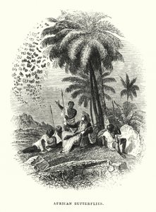 Papillons Africains