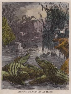 Crocodiles africains chez eux (gravure en couleur)