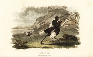 Hommes et garçons africains chevauchant des autruches apprivoisées dans une usine française près de Podor, Sénégal
