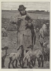 Scènes agricoles, mars, nourrir les agneaux - English School