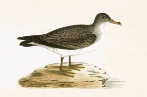 Puffin cendré algérien, illustration de 