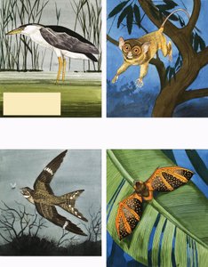 Toutes sortes de créatures nocturnes - English School