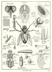 Tout sur une mouche - English School