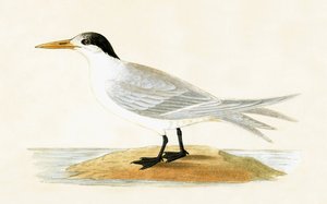 Sterne alliée, illustration de 