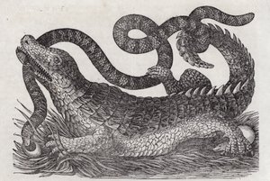 Alligator - English School