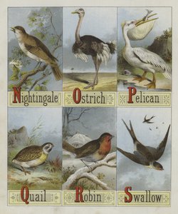 Alphabet des oiseaux - English School