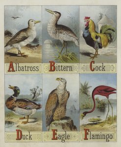 Alphabet des oiseaux - English School