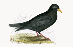 Chocard à bec jaune, illustration de 
