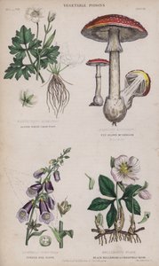 Renoncule des Alpes; Champignon Brun; Digitale Pourpre; Hellébore Noir ou Rose de Noël (gravure en couleur) - English School