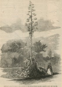Aloès américain en fleur