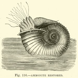 Ammonite restaurée - English School