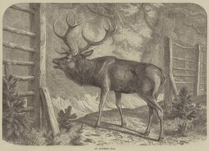 Un Cerf avec des bois (gravure)