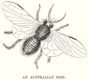 Un parasite australien (gravure) - English School