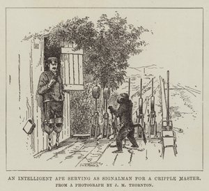 Un singe intelligent servant de signaleur pour un maître handicapé - English School