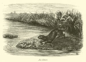 Une loutre - English School