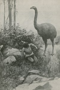 Un habitant éteint de la Nouvelle-Zélande