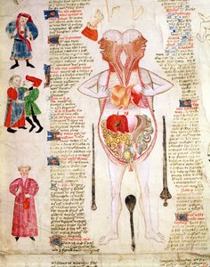 Schéma anatomique, extrait de "De arte phisicali e de cirurgia" de John Arderne