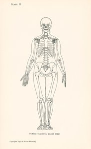 Anatomie : Squelette féminin, vue de face (litho) - English School